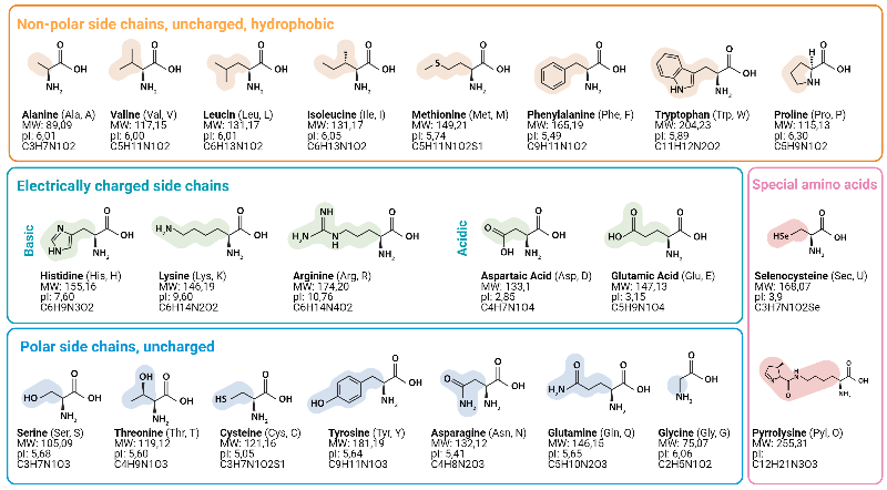 Các loại Amino Acid