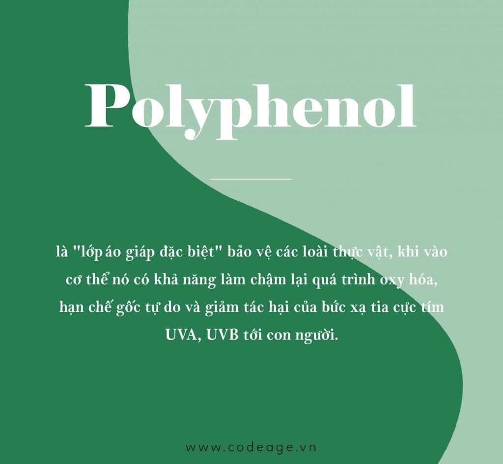 Polyphenols là gì