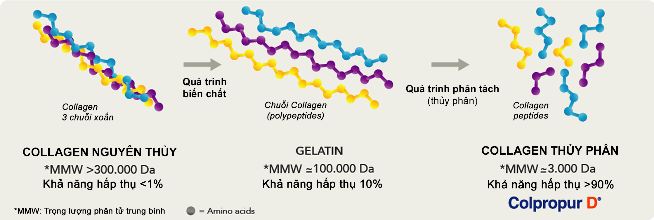 Quá trình thủy phân collagen