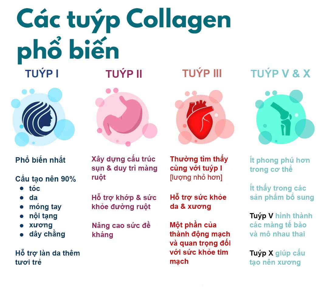 Các tuýp collagen phổ biến