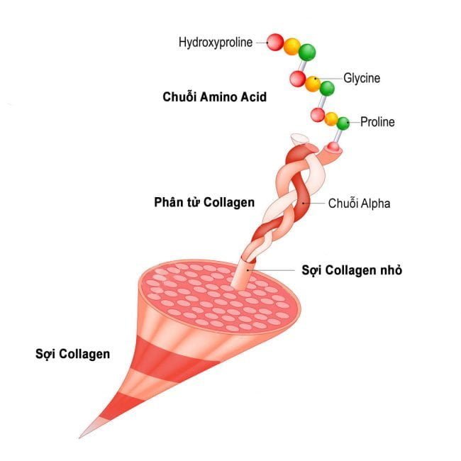 Cấu tạo collagen