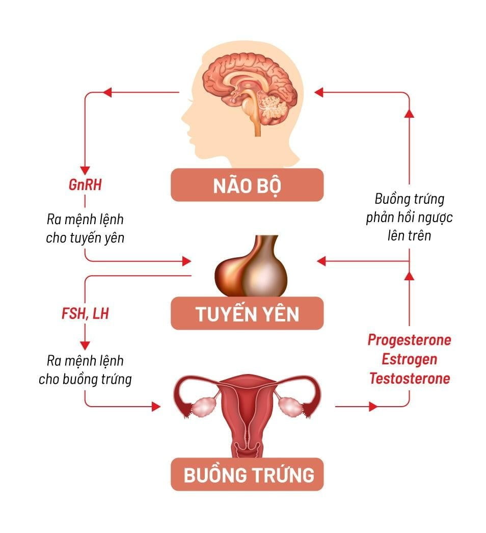 Tác dụng của Vitamin E giúp cân bằng nội tiết