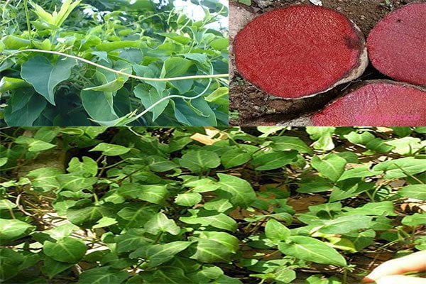 Cây hà thủ ô đỏ có tác dụng tích cực cho tóc