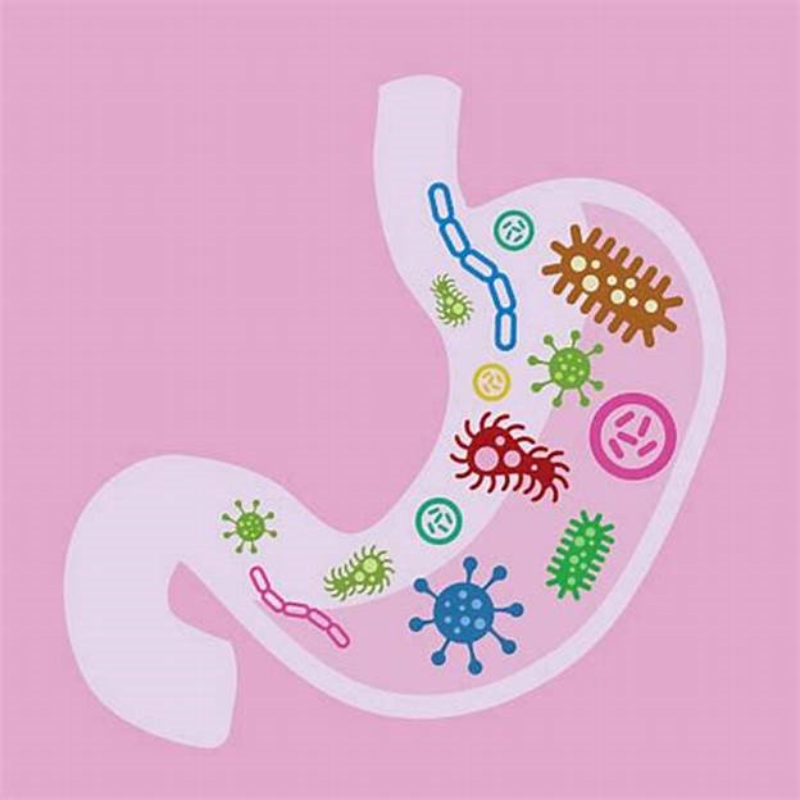 Lợi khuẩn đường ruột sẽ giúp cân bằng hệ vi sinh đường ruột, hỗ trợ ức chế hoạt động của hại khuẩn