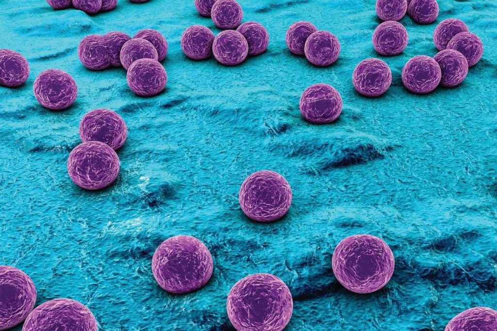 Mách bạn 5 vi khuẩn có lợi cho sức khỏe con người