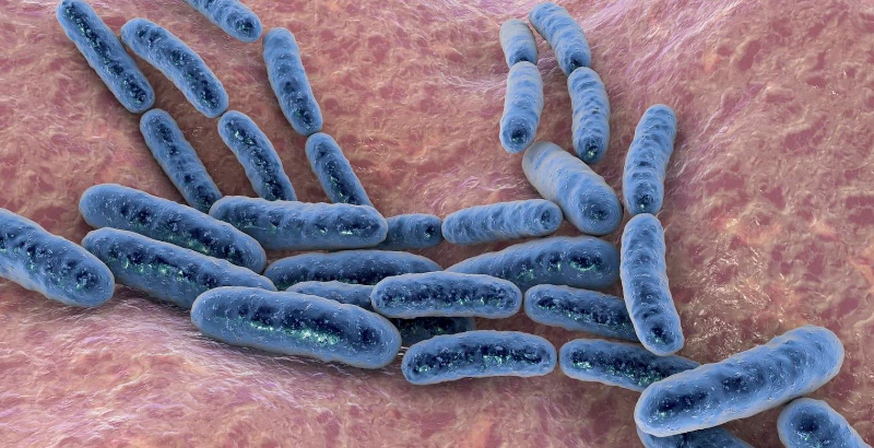 Vi khuẩn có lợi cho sức khỏe giúp tăng cường khả năng miễn dịch - Lactobacillus reuteri