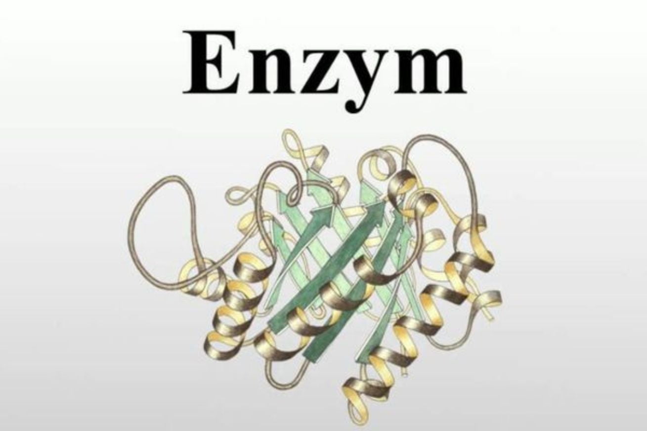 Có những dạng thực phẩm nào chứa enzyme tiêu hóa?
