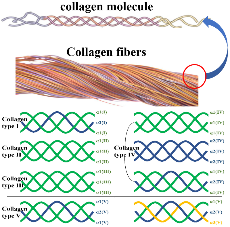 4 nhóm Collagen