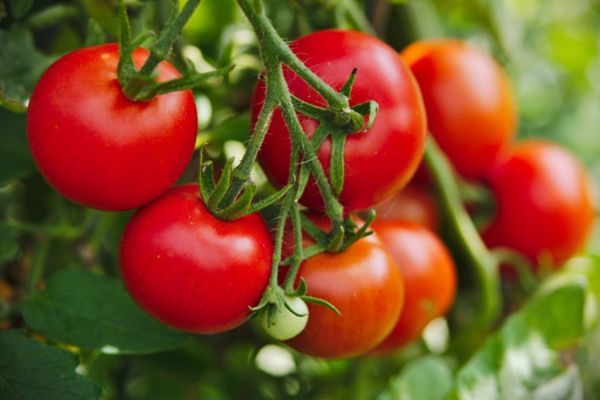 Cà chua được coi là nguồn cung cấp vitamin C dồi dào cho cơ thể.