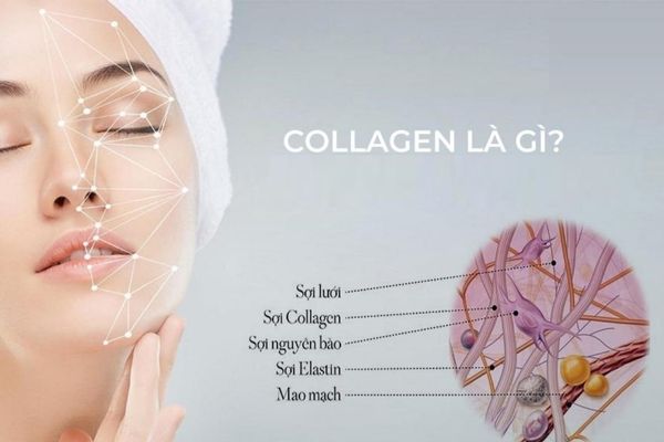 Collagen là gì? 