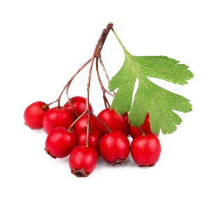 chiết xuất hawthorne berry