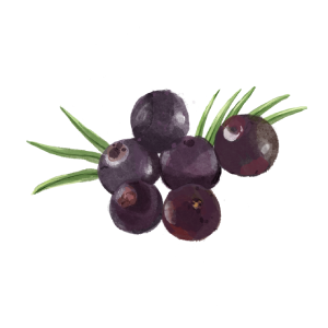 chiết xuất trái cây acai