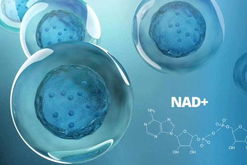 Top 7 Thực Phẩm Bổ Sung NAD+ Hiệu Quả Và Dễ Kiếm Nhất 3 lợi ích của nad