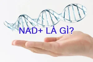 nad la chat gi