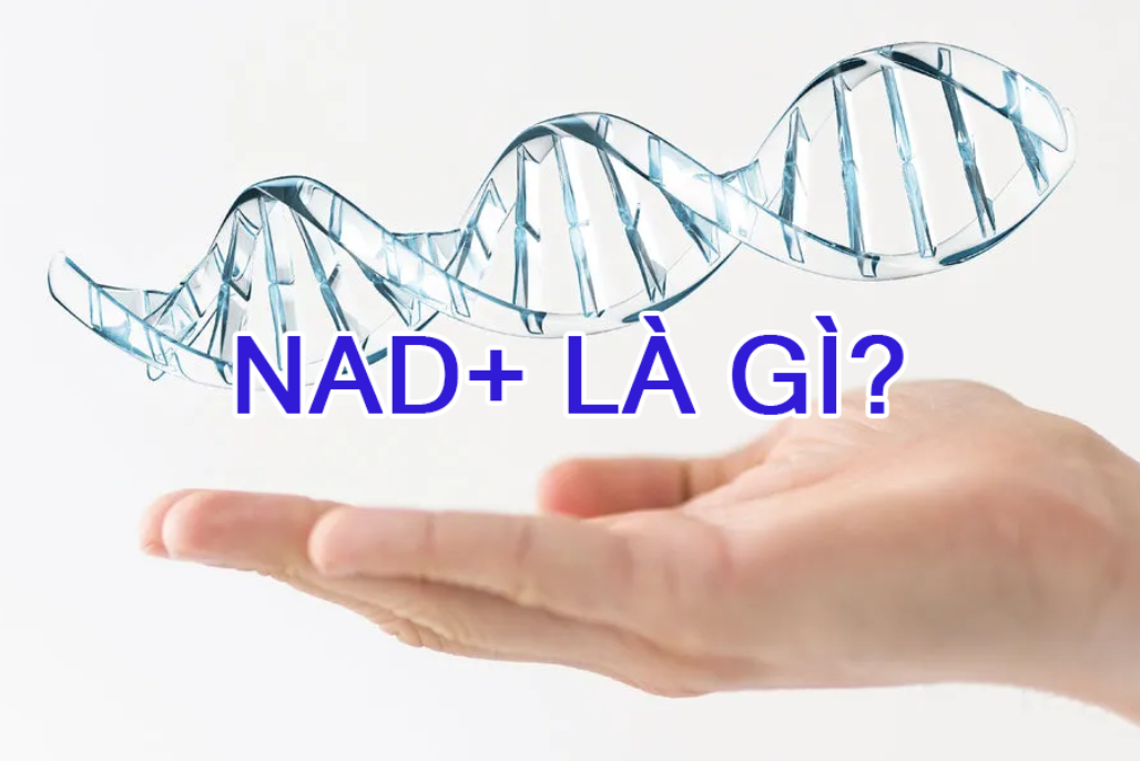 nad la chat gi