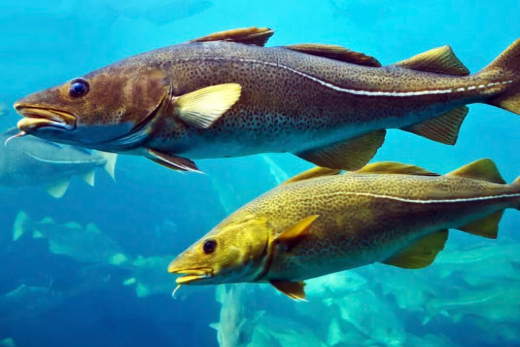 collagen cá tuyết