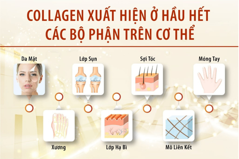 Uống Collagen Bị Đi Ngoài, Tiêu Chảy? 5 Thủ Phạm Ít Ai Ngờ! 2 Collagen là gì? Tại sao cần bổ sung collagen?