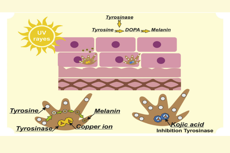 Ức chế enzyme Tyrosinase