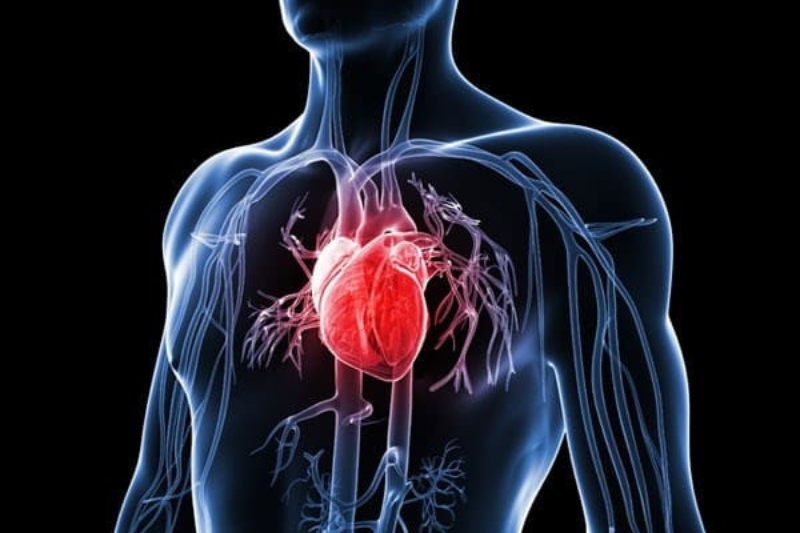 Bổ sung đầy đủ Omega-3 giúp hỗ trợ cải thiện các chỉ số quan trọng của hệ tim mạch và mạch máu