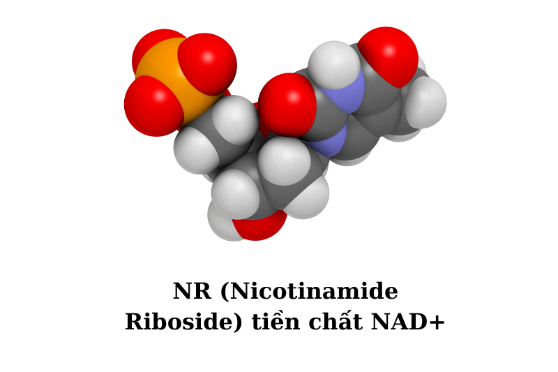 NR (Nicotinamide Riboside) tiền chất NAD+