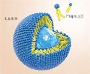 Cấu trúc Liposome giúp bảo về dưỡng chất ở bên trong