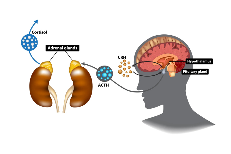 Trục hypothalamic-pituitary-adrenal axis