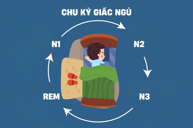 Giai đoạn ngủ nông N1, N2