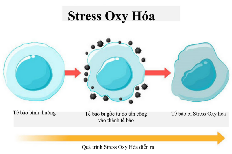 Bảo vệ tế bào khỏi tổn thương oxy hóa