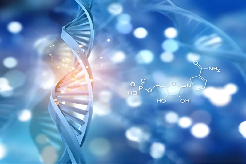 NMN giúp tăng cường hệ miễn dịch, tăng sức đề kháng