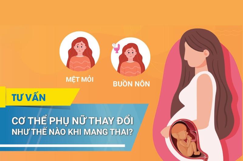 Ở thời kỳ mang thai cơ thể mẹ có nhiều thay đổi