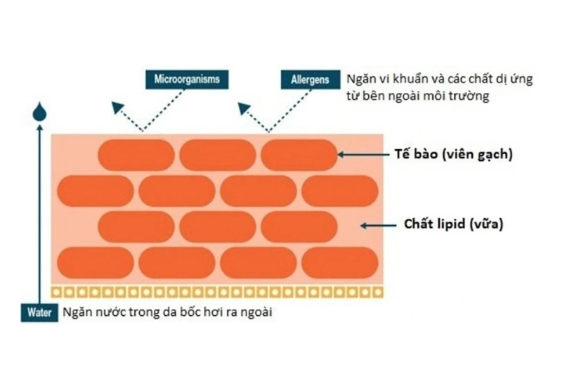 So sánh hiệu quả của mặt nạ NMN và viên uống bổ sung NMN 5 Hàng rào lipid tự nhiên của da