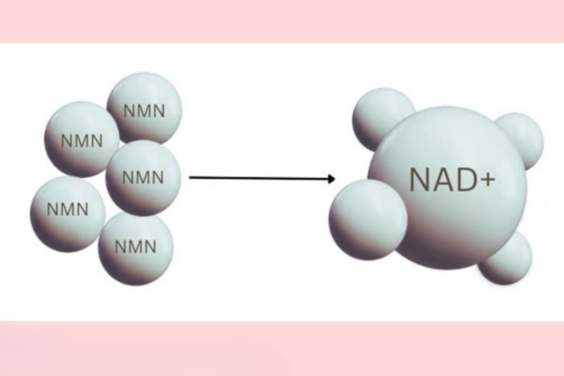 NMN giúp bù đắp NAD+ bị thiếu hụt trong chế độ ăn chay