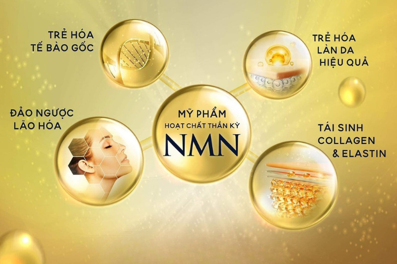 NMN giúp chống lão hóa và tăng cường năng lượng cho cơ thể