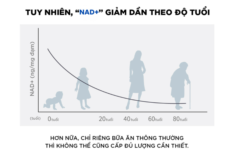 Độ Tuổi Uống NMN Lý Tưởng Theo Từng Giai Đoạn Sức Khỏe 2 Suy giảm NAD+ sẽ làm cơ thể mệt mỏi, giảm trí nhớ, lão hóa da