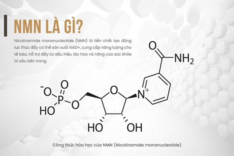 Top 4+ sản phẩm nước uống NMN được ưa chuộng nhất hiện nay 2 Nước uống NMN là gì?
