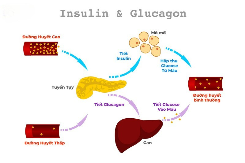 Người bị bệnh tiểu đường có uống NMN được không? 7 Tăng cường chuyển hóa mỡ trong cơ thể