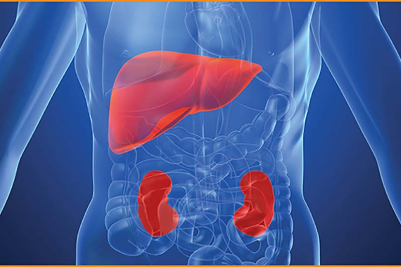 Tác dụng phụ của Glutathione có thể gặp phải khi sử dụng 4 Khi dùng glutathione quá liều trong thời gian dài sẽ gây tổn thương gan - thận