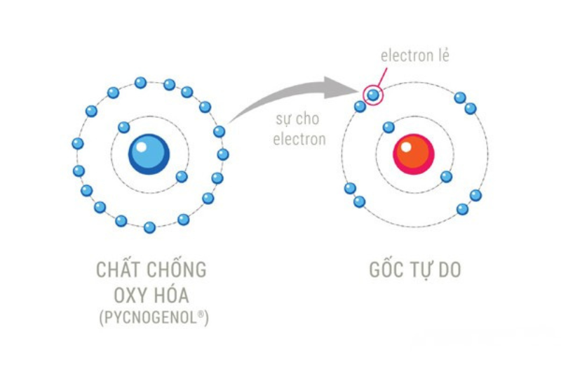 Vitamin C giúp trung hòa gốc tự do