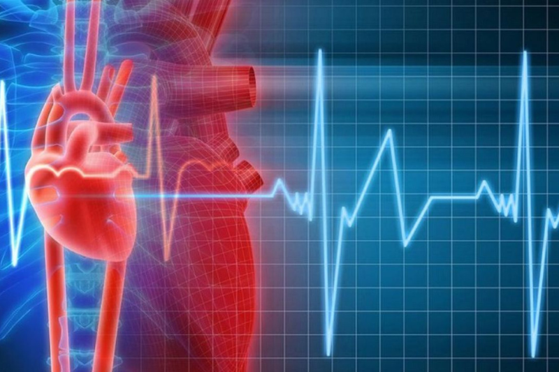 Omega-3 hỗ trợ điều hòa nhịp tim, lưu thông máu để duy trì sức bền và hiệu suất tập luyện