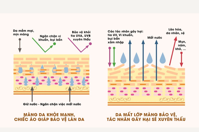 Omega 3 cung cấp dưỡng chất giúp củng cố hàng rào bảo vệ da