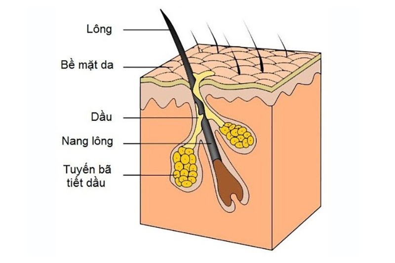 Gan giúp chuyển hóa hormone hỗ trợ điều chỉnh hoạt động của tuyến bã nhờn