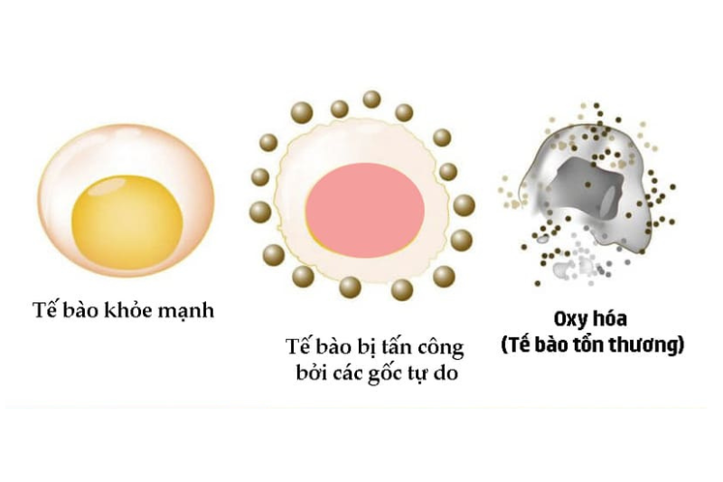 Gốc tự do có thể làm tổn thương tế bào