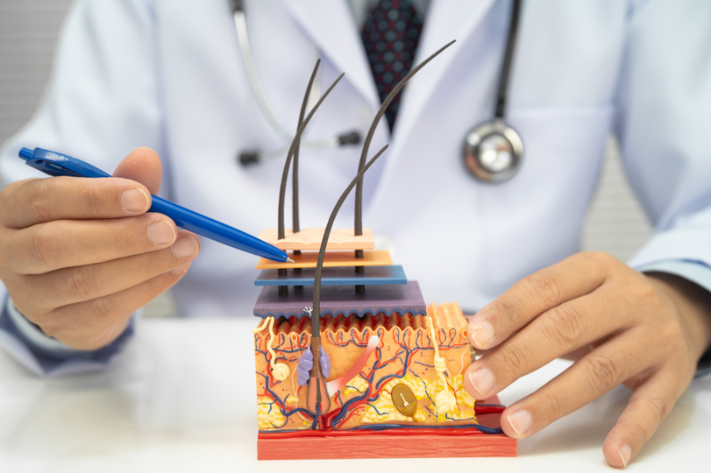 Tất tần tật các nguyên nhân gây mụn từ chuyên gia 2 Cấu trúc nang lông trên bề mặt da