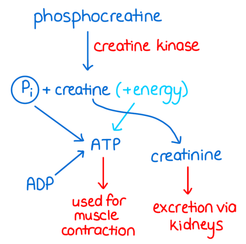 Quá trình tái tạo ATP của Phosphocreatine khi vận động