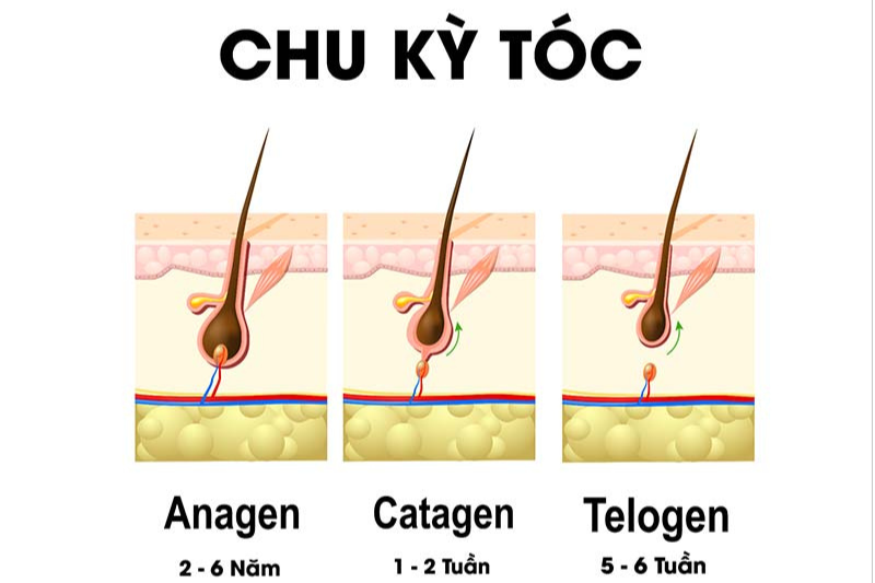 Chu kỳ mọc tóc là gì?