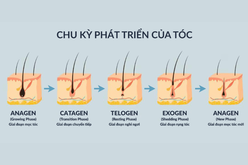Các giai đoạn trong một chu kỳ mọc tóc