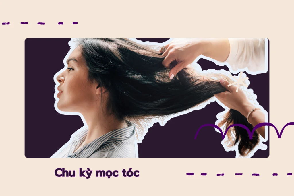 Cơ chế hoạt động của chu kỳ mọc tóc ảnh hưởng tới sự phát triển và rụng tóc