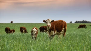 grass fed collagen la gi