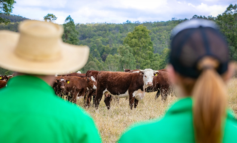 Grass-fed là dòng collagen có nguồn gốc tự nhiên Grass-fed là dòng collagen có nguồn gốc tự nhiên