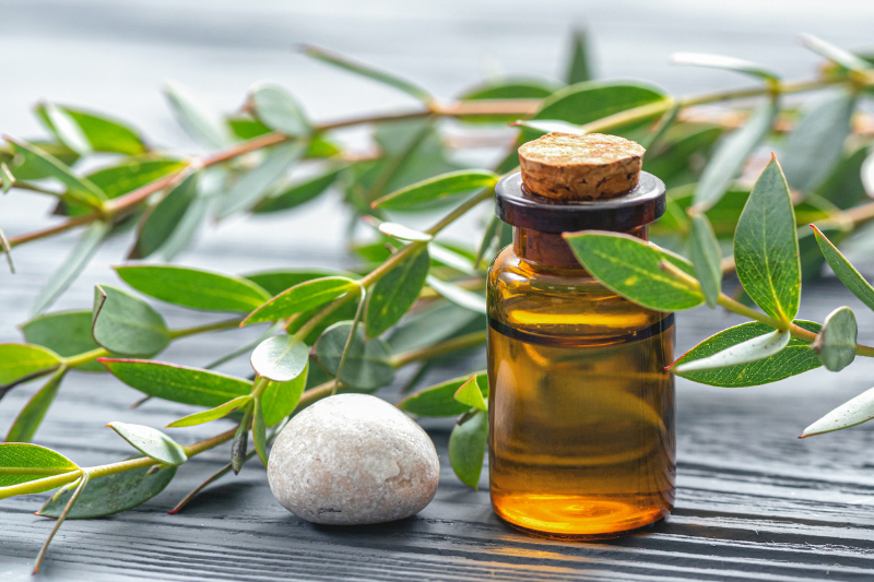 Tinh dầu tràm trà hỗ trợ kiểm soát dầu